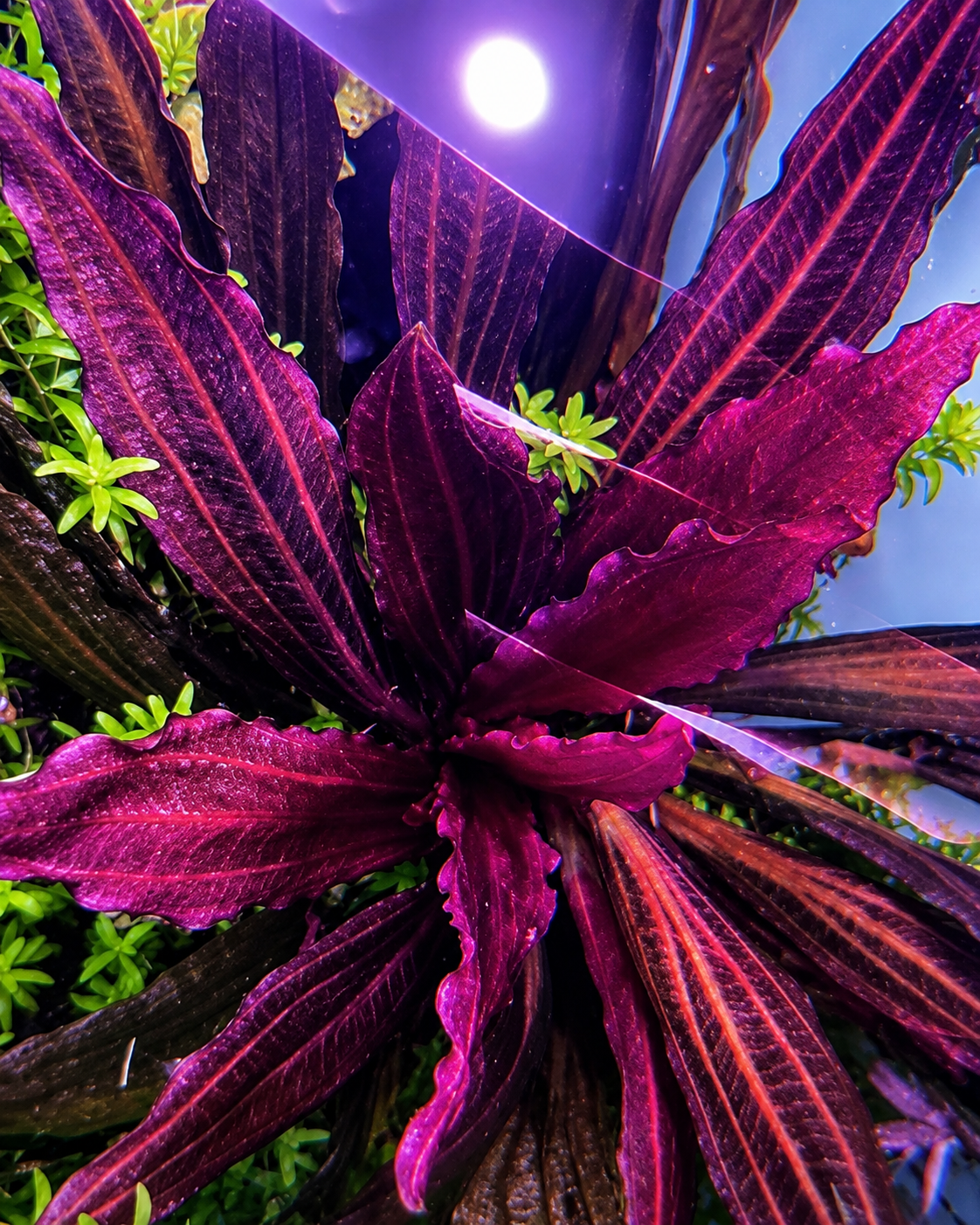 Rare Echinodorus  'Pink Miracle'