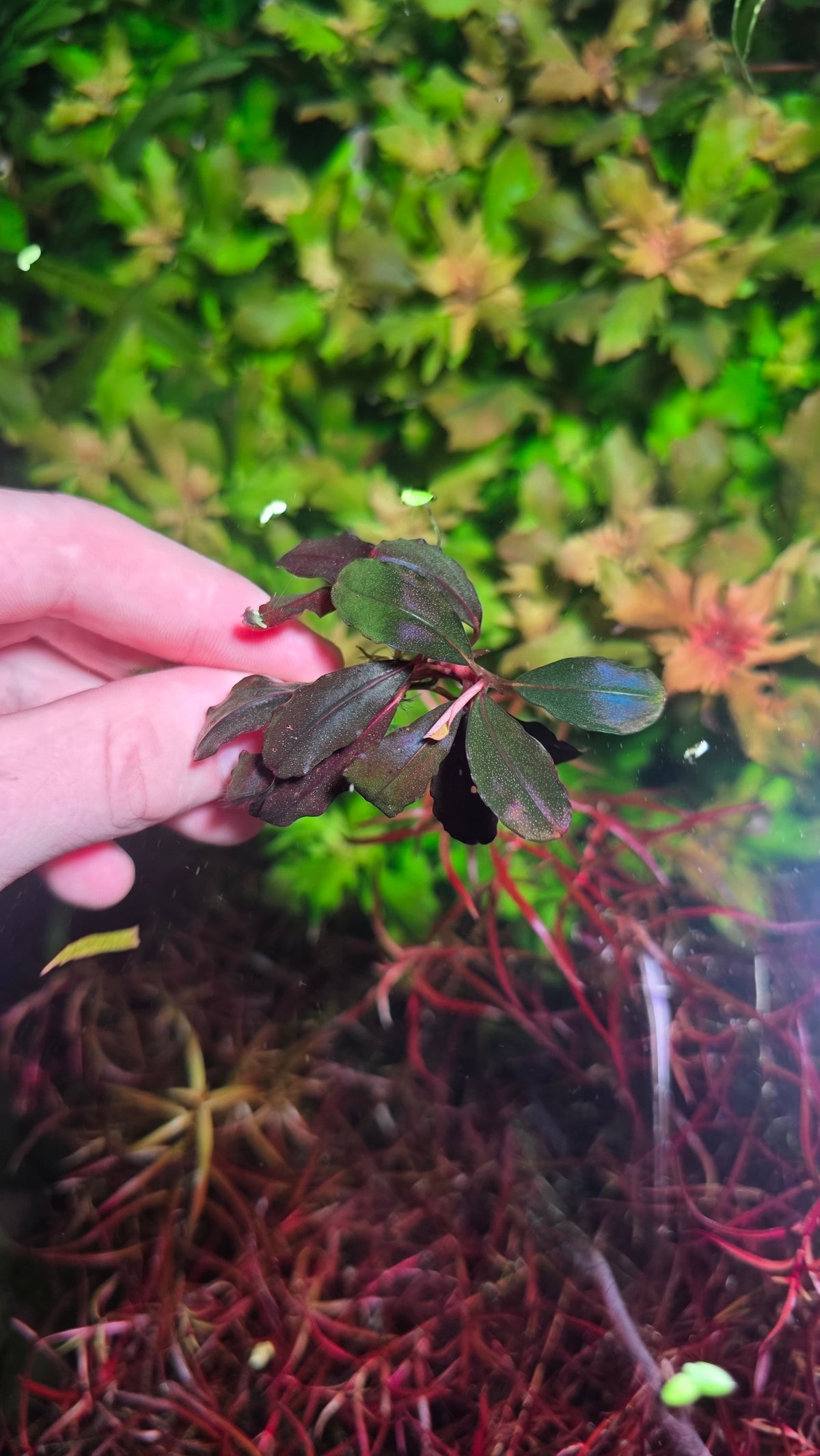 (Very Rare) Bucephalandra Neo 2015