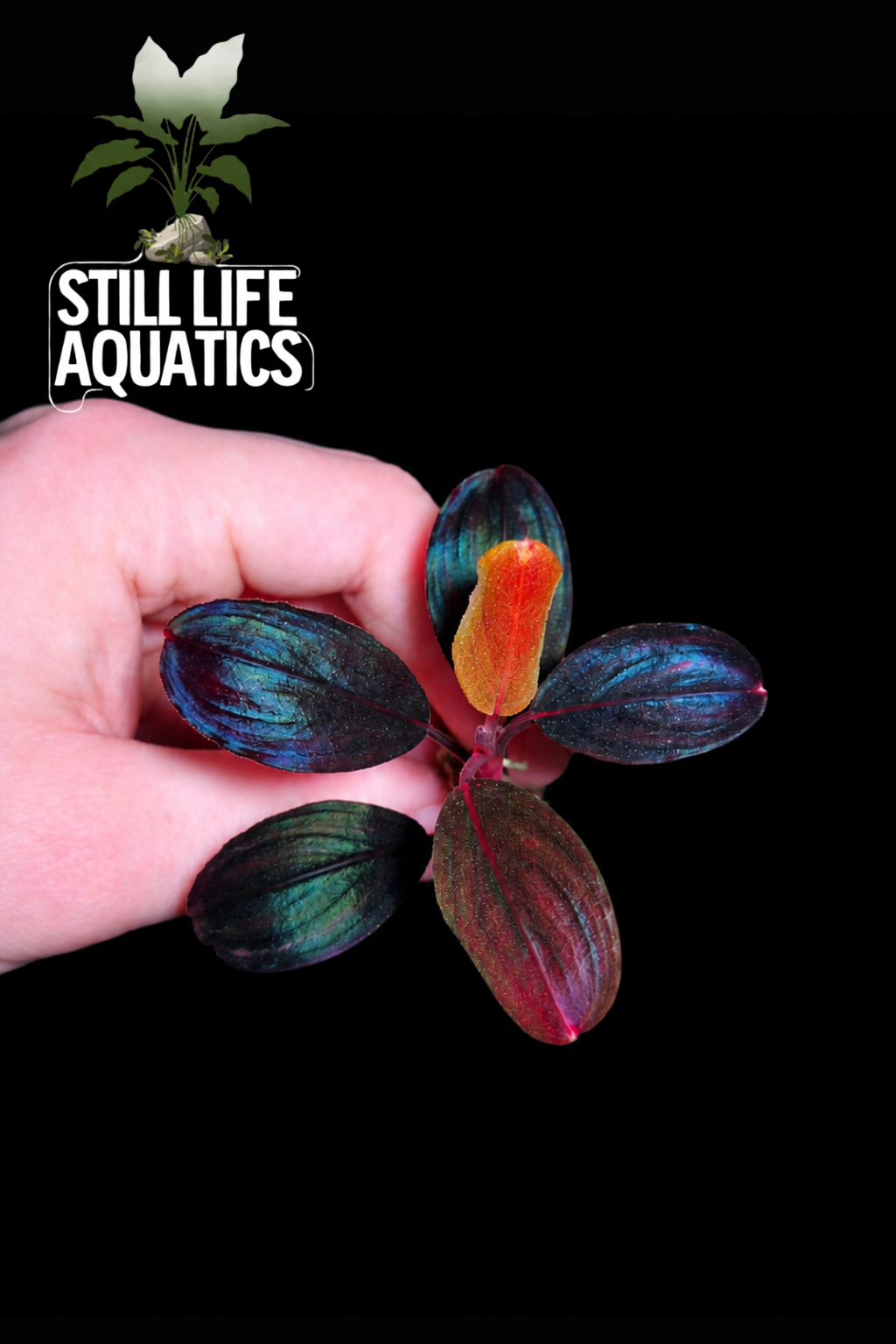 Bucephalandra Silat Circle
