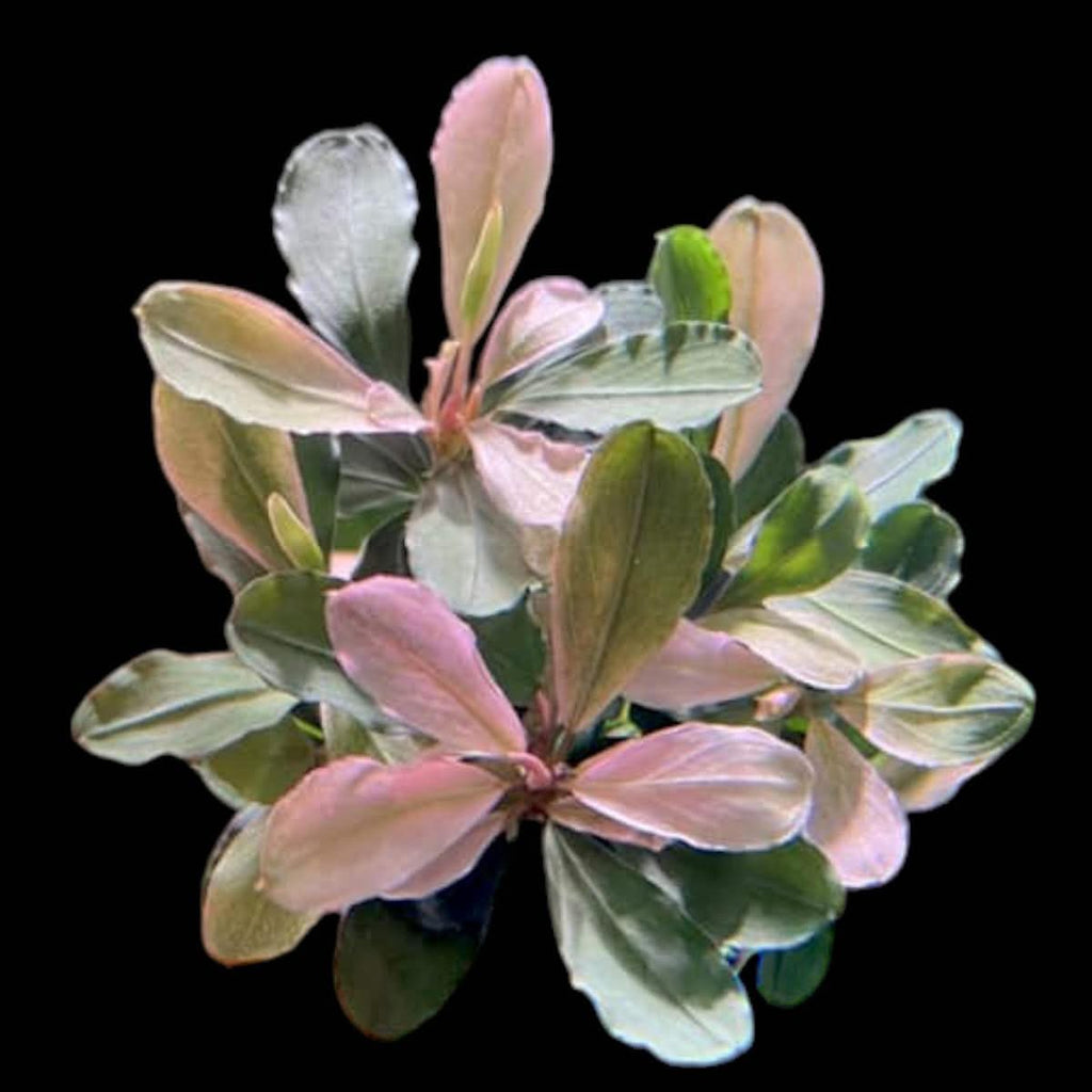 XL Bucephalandra Pink Melawi Clump