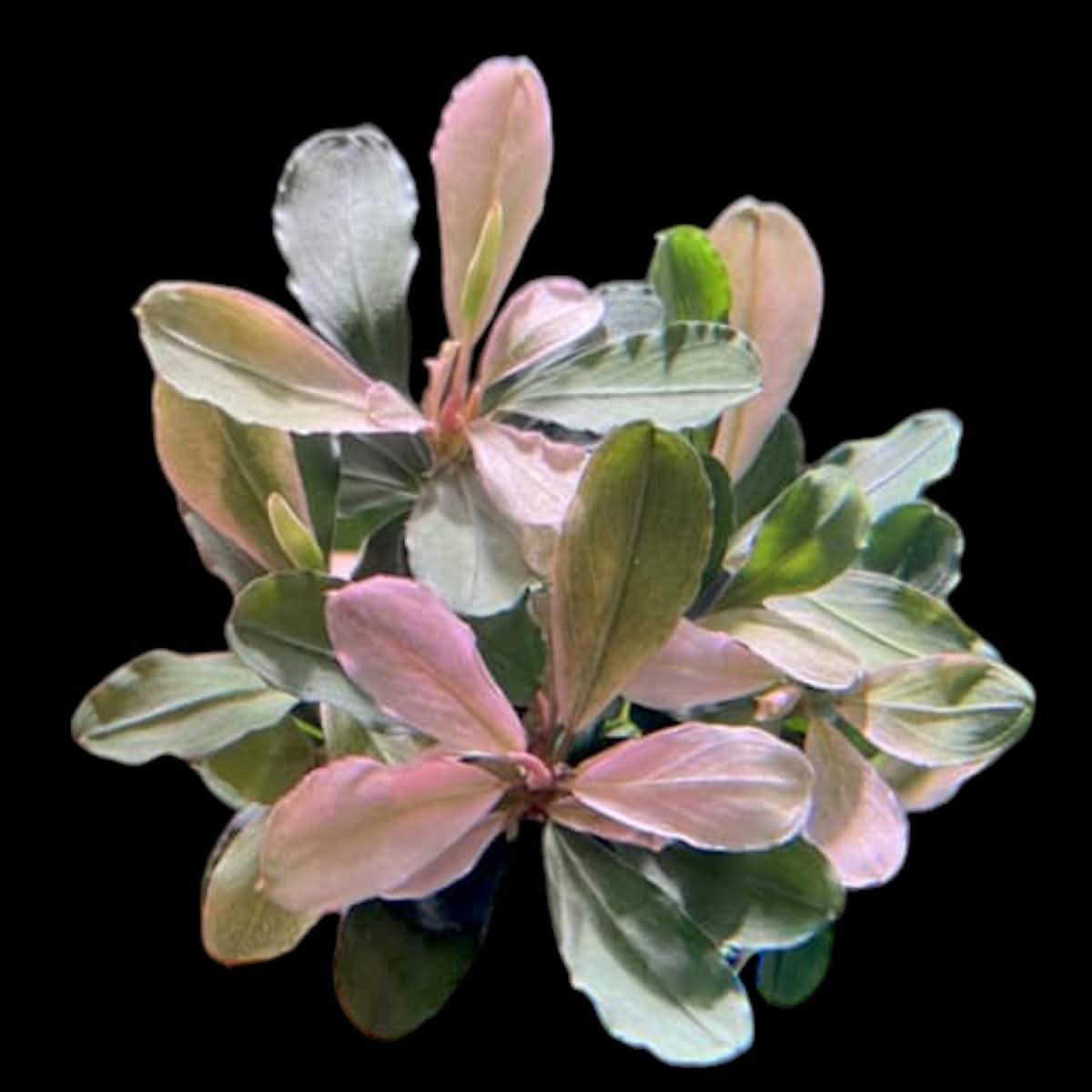 XL Bucephalandra Pink Melawi Clump