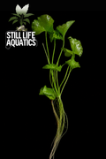 Large Nymphoides Hydrophylla 'Taiwan'