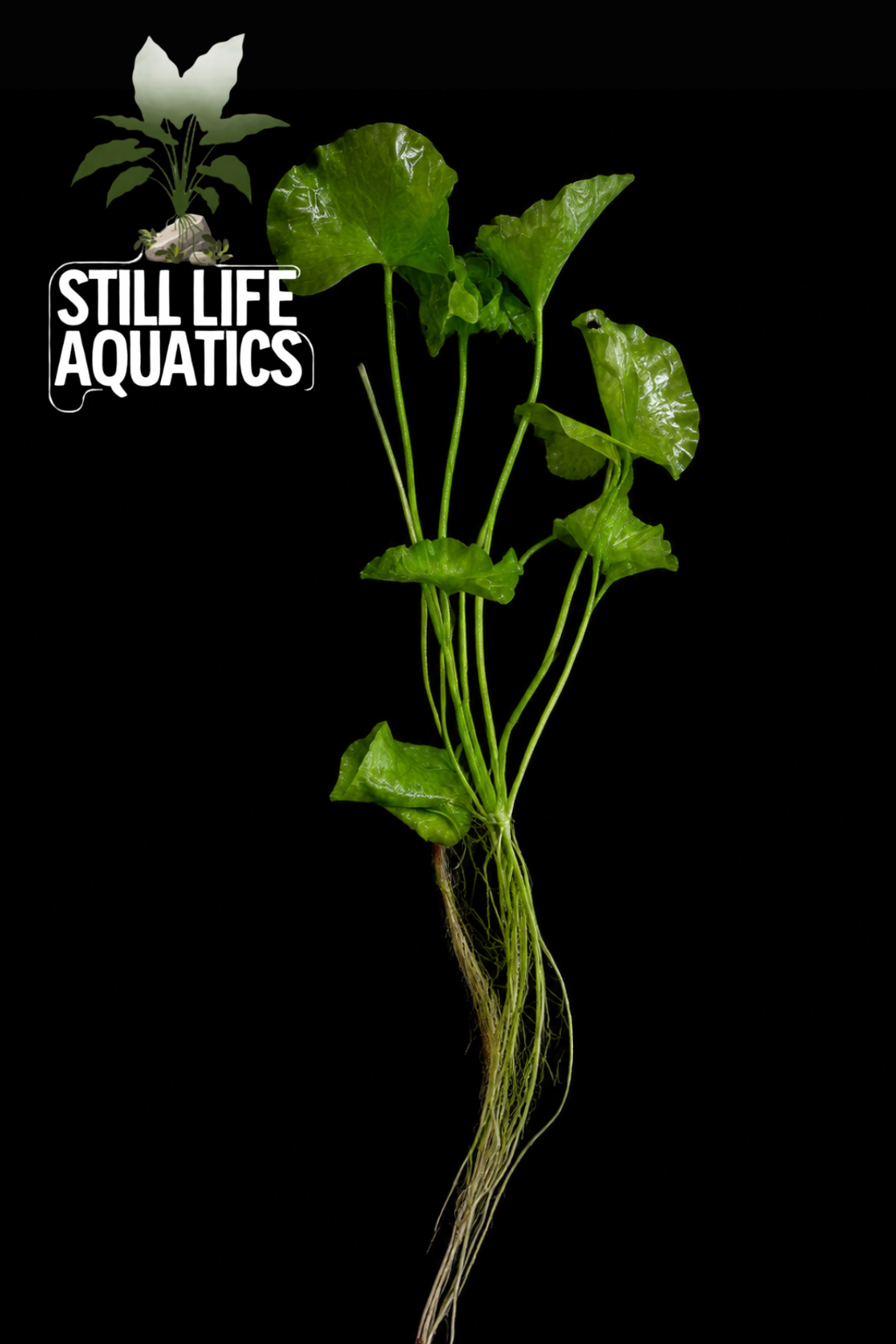 Large Nymphoides Hydrophylla 'Taiwan'