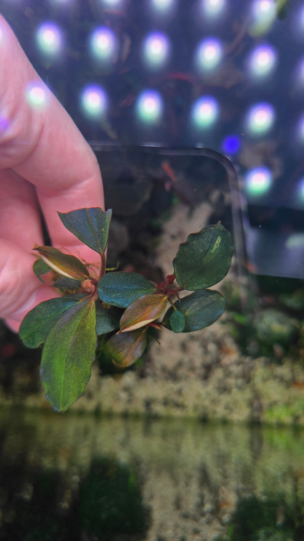 Bucephalandra 'Blue Marble' Clump