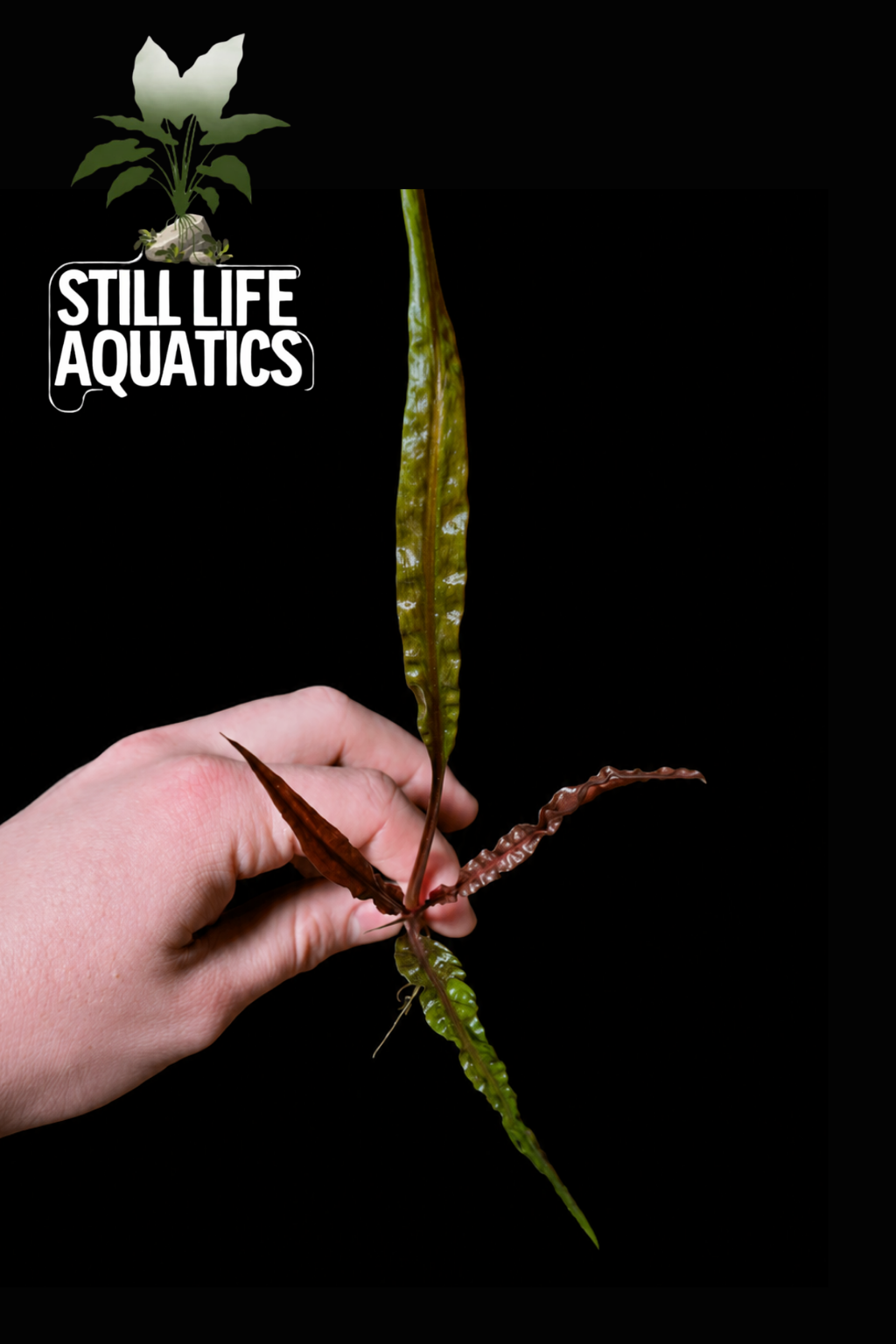 Cyptocoryne Balansae Red