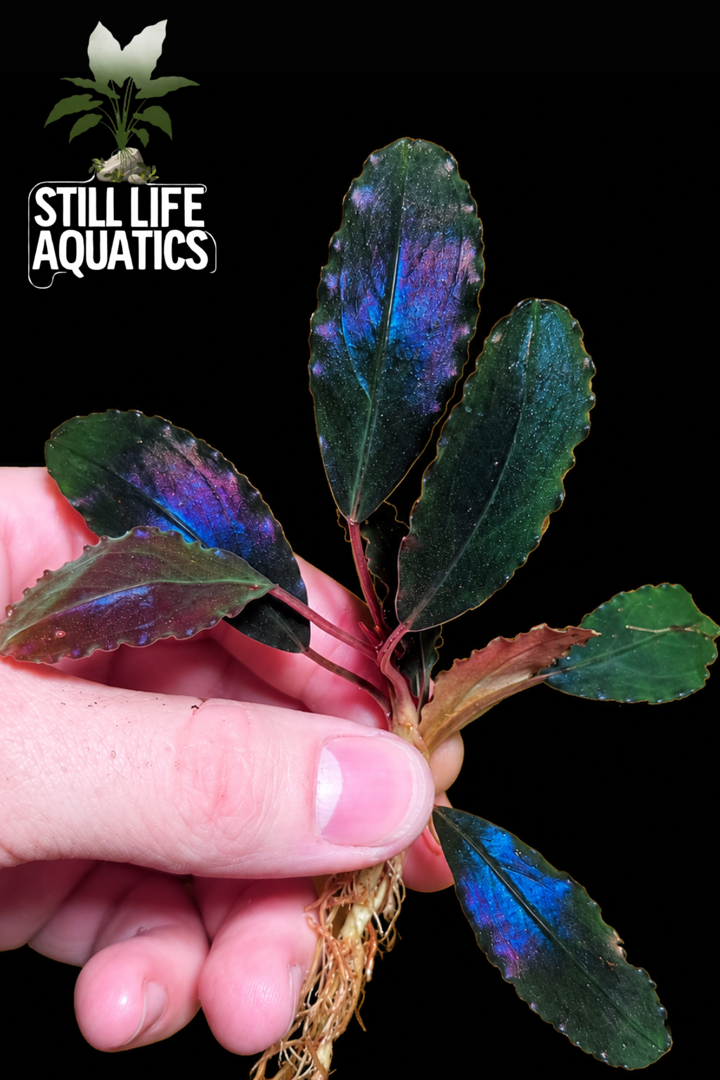 Bucephalandra ‘Dark Theia’
