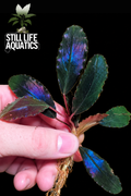 Bucephalandra ‘Dark Theia’