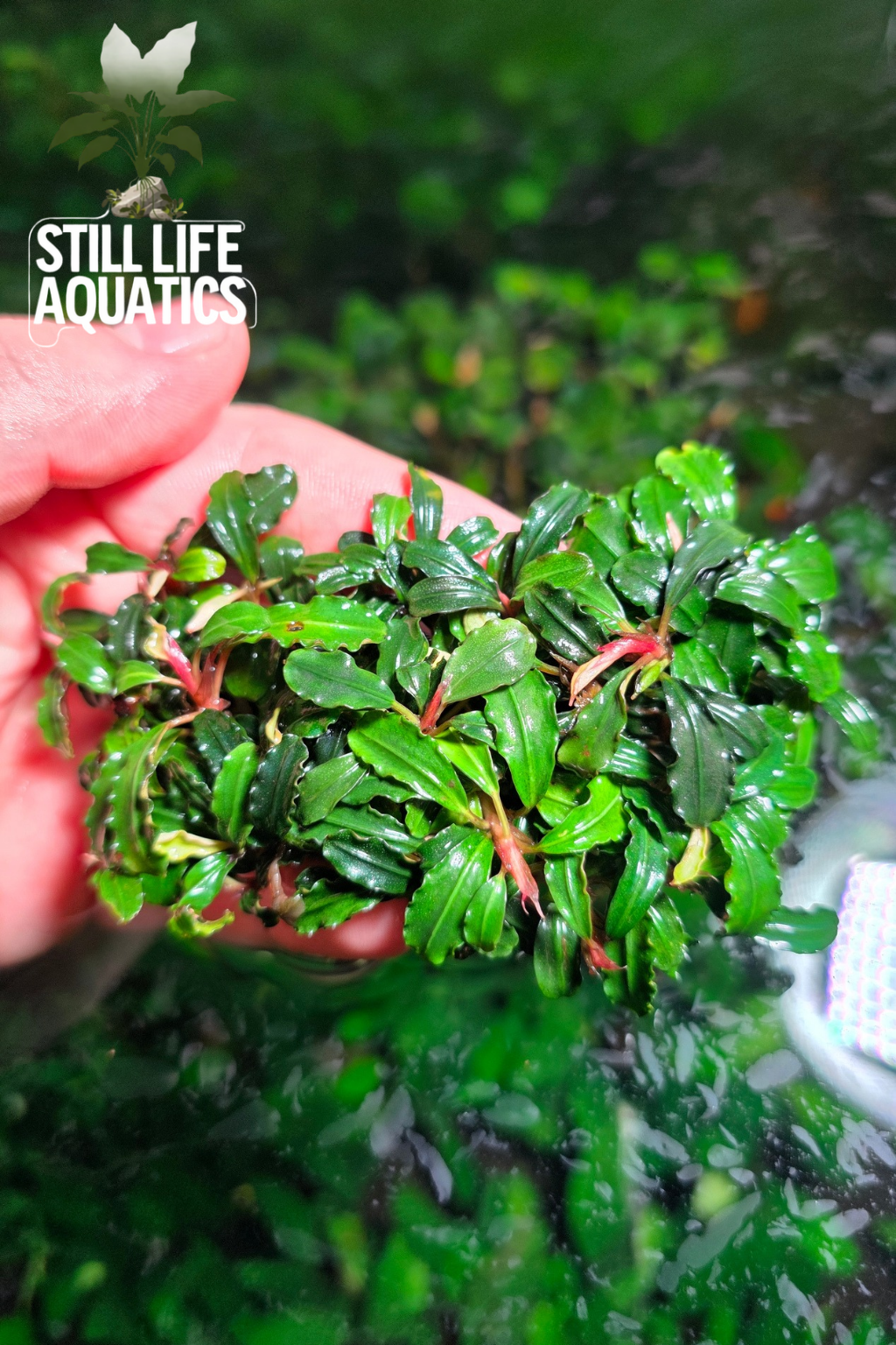 Bucephalandra Mini Phantom Clump