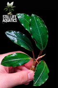 Bucephalandra Pink Lady