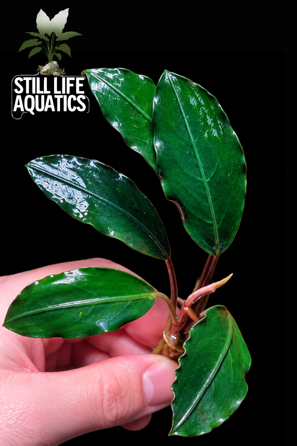 Bucephalandra Pink Lady