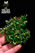 Bucephalandra Super Mini Lapis Clump