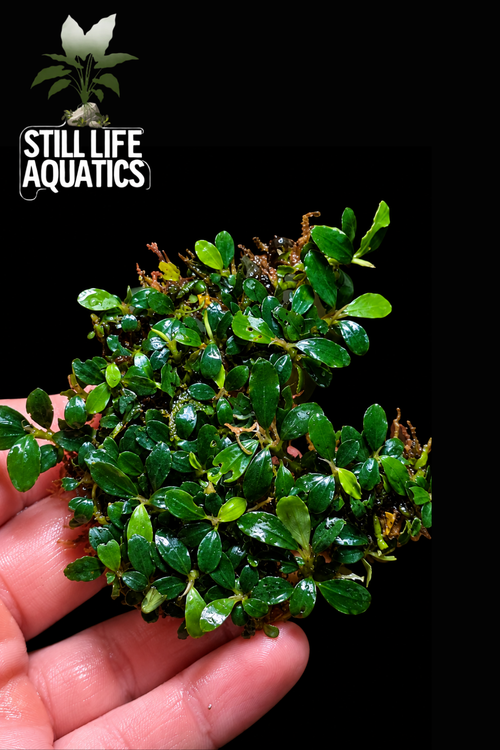 Bucephalandra Super Mini Lapis Clump