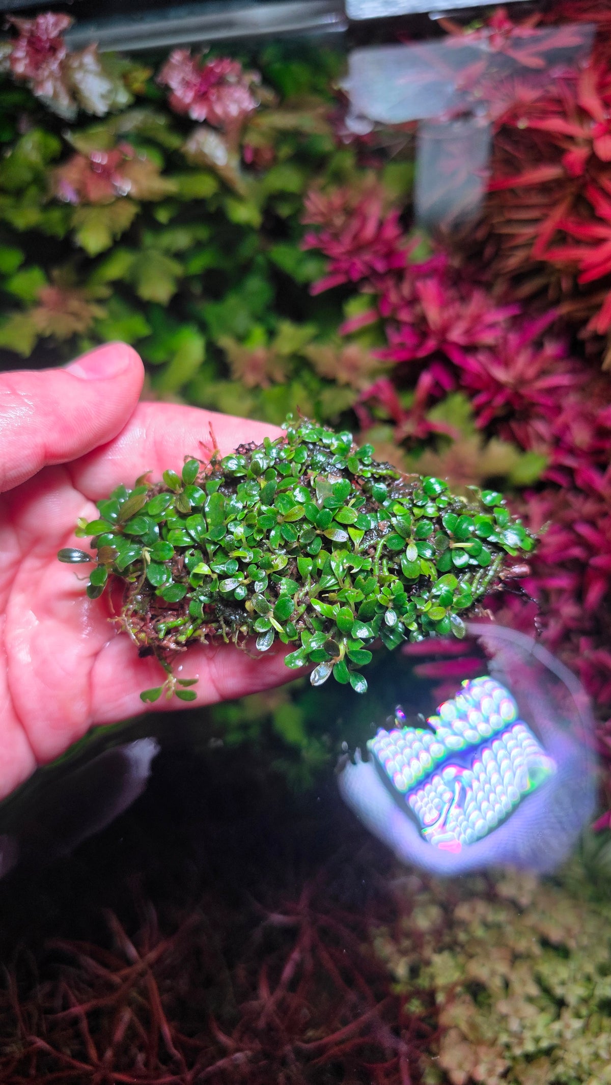 Bucephalandra Macro clump