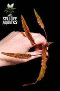 cryptocoryne wendtii brown