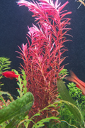 Rotala Blood Red Clump