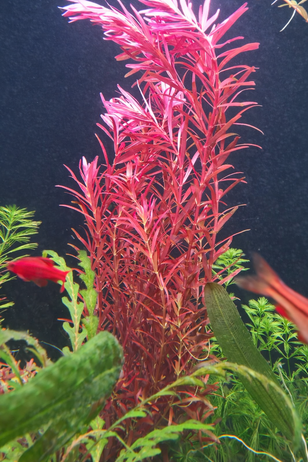 Rotala Blood Red Clump