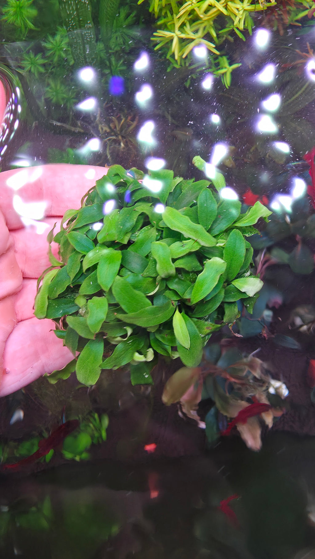 Anubias Minima Clump