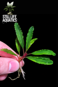 Bucephalandra Bilbis
