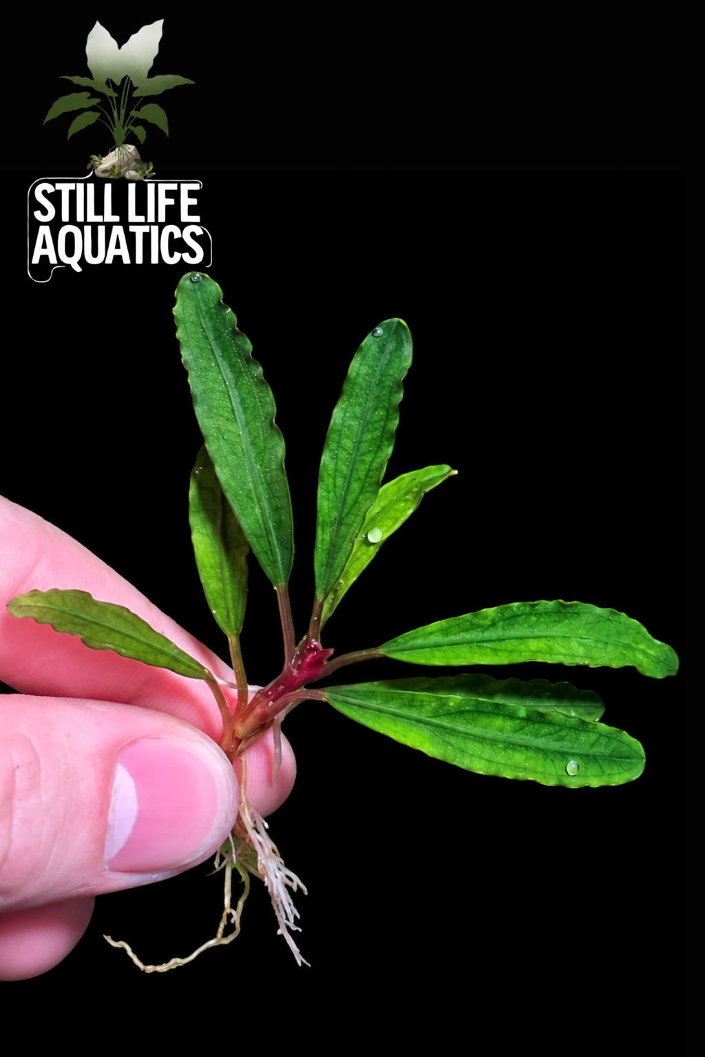 Bucephalandra Bilbis
