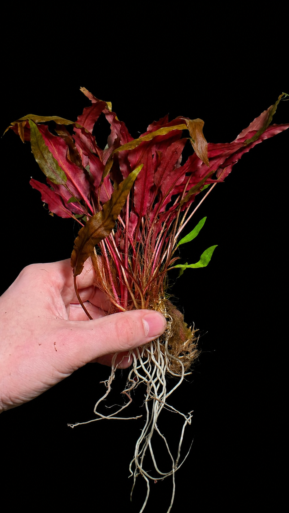 Cyptocoryne Wendtii Brown Clump