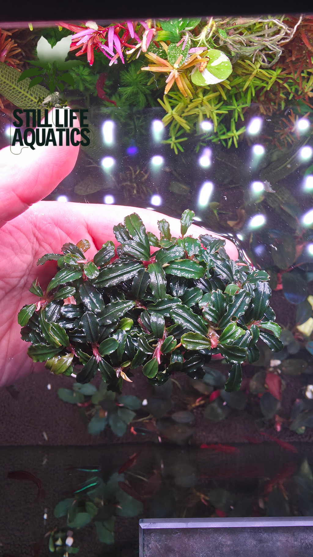 Bucephalandra Mini Phantom Clump