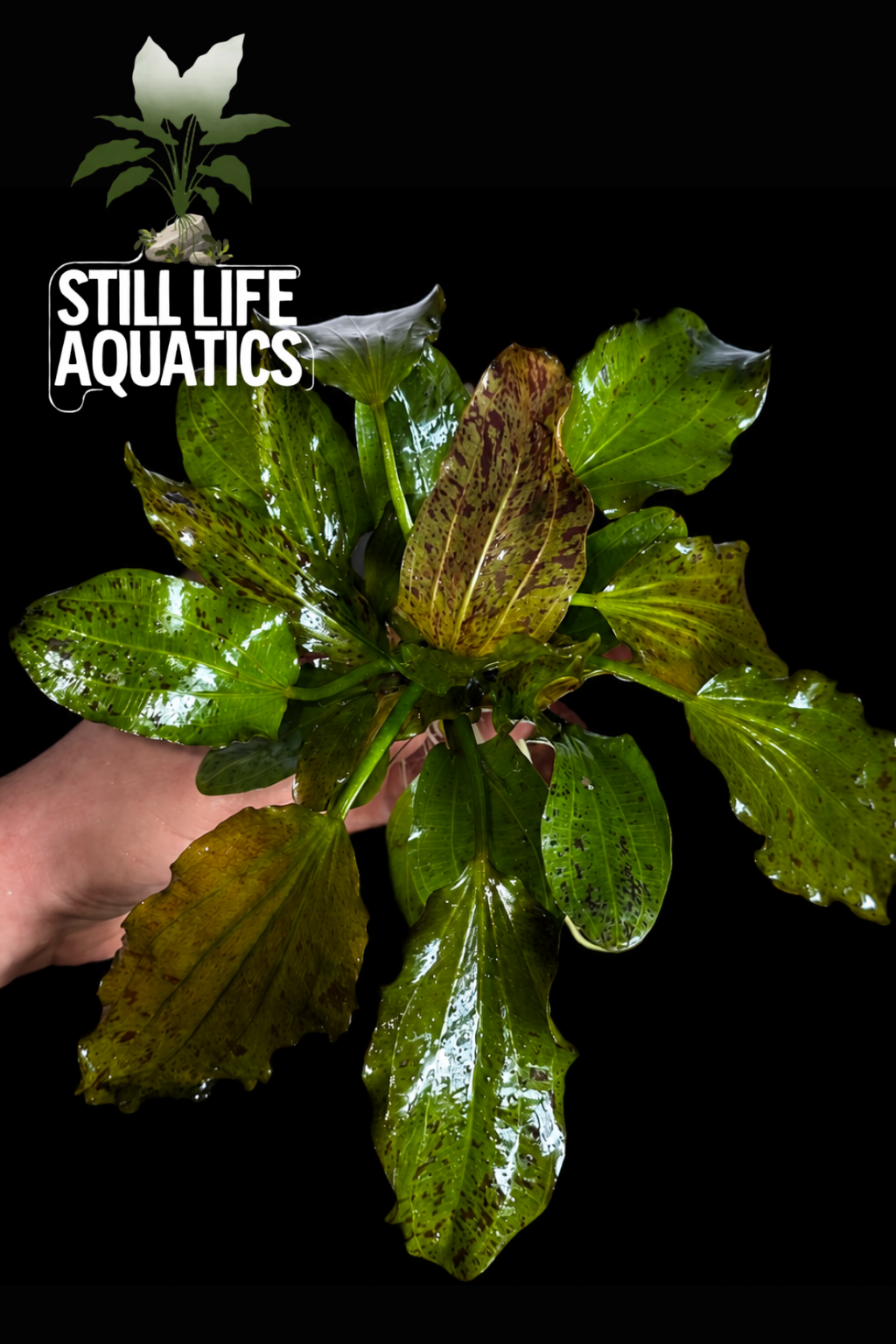 XL Echinodorus Ozelot Green