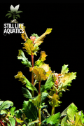Hygrophilia triflora Chinese varient 1 Stem