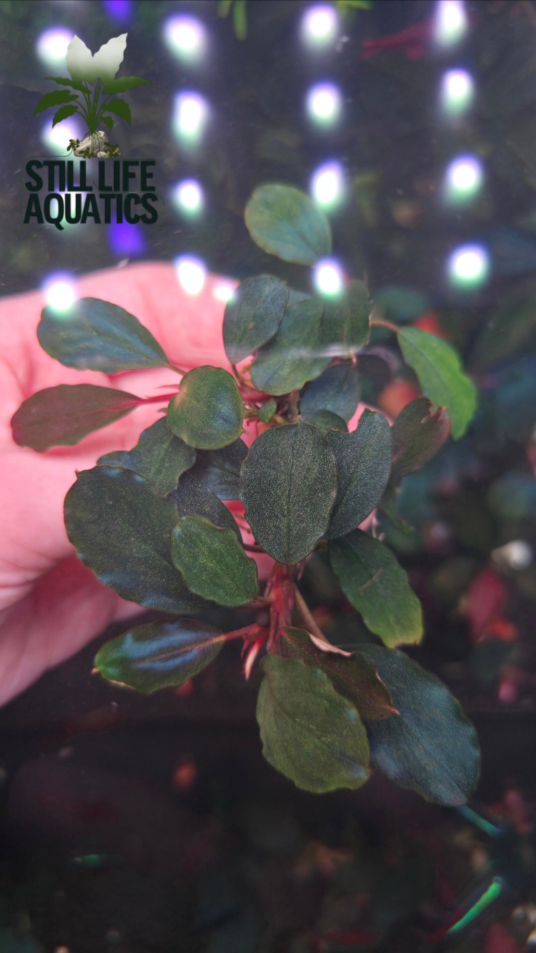 Bucephalandra"Red Marble" Clump