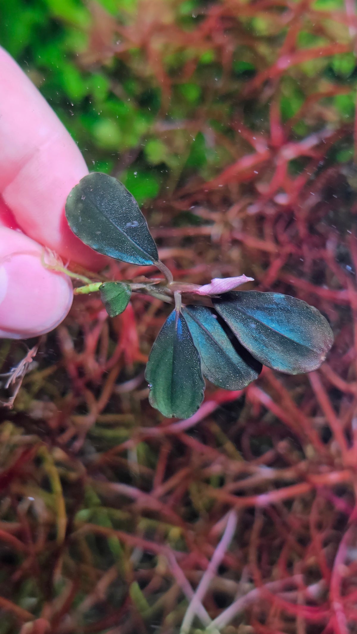 Bucephalandra "Black Angel"
