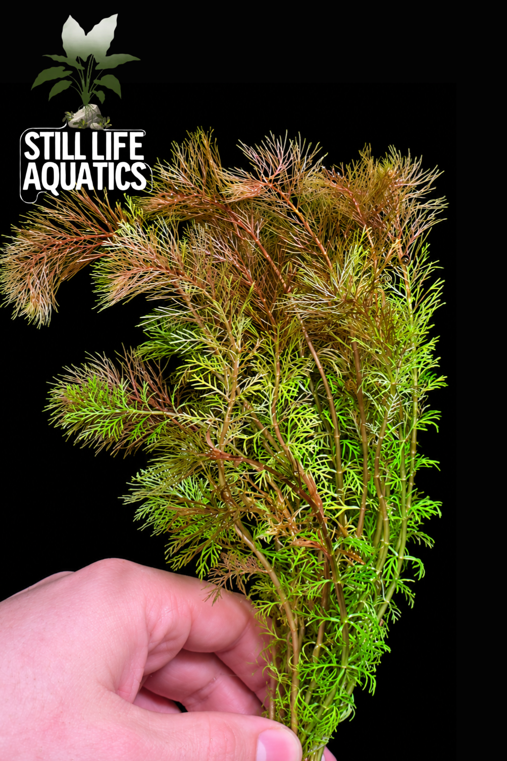 Myriophyllum sp. 'Roraima'