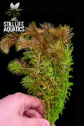 Myriophyllum sp. 'Roraima'