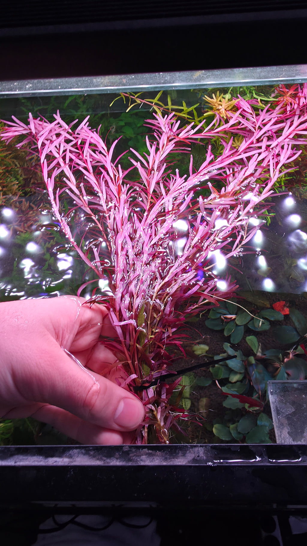 Rotala Blood Red Clump