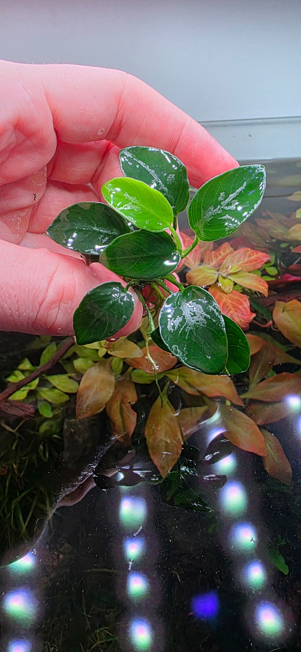 Anubias Nana Petite