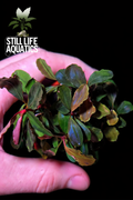 Bucephalandra Sp 'Brownie' Large Clump