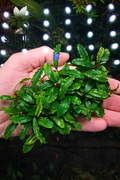 Large Bucephalandra Catherine Clump