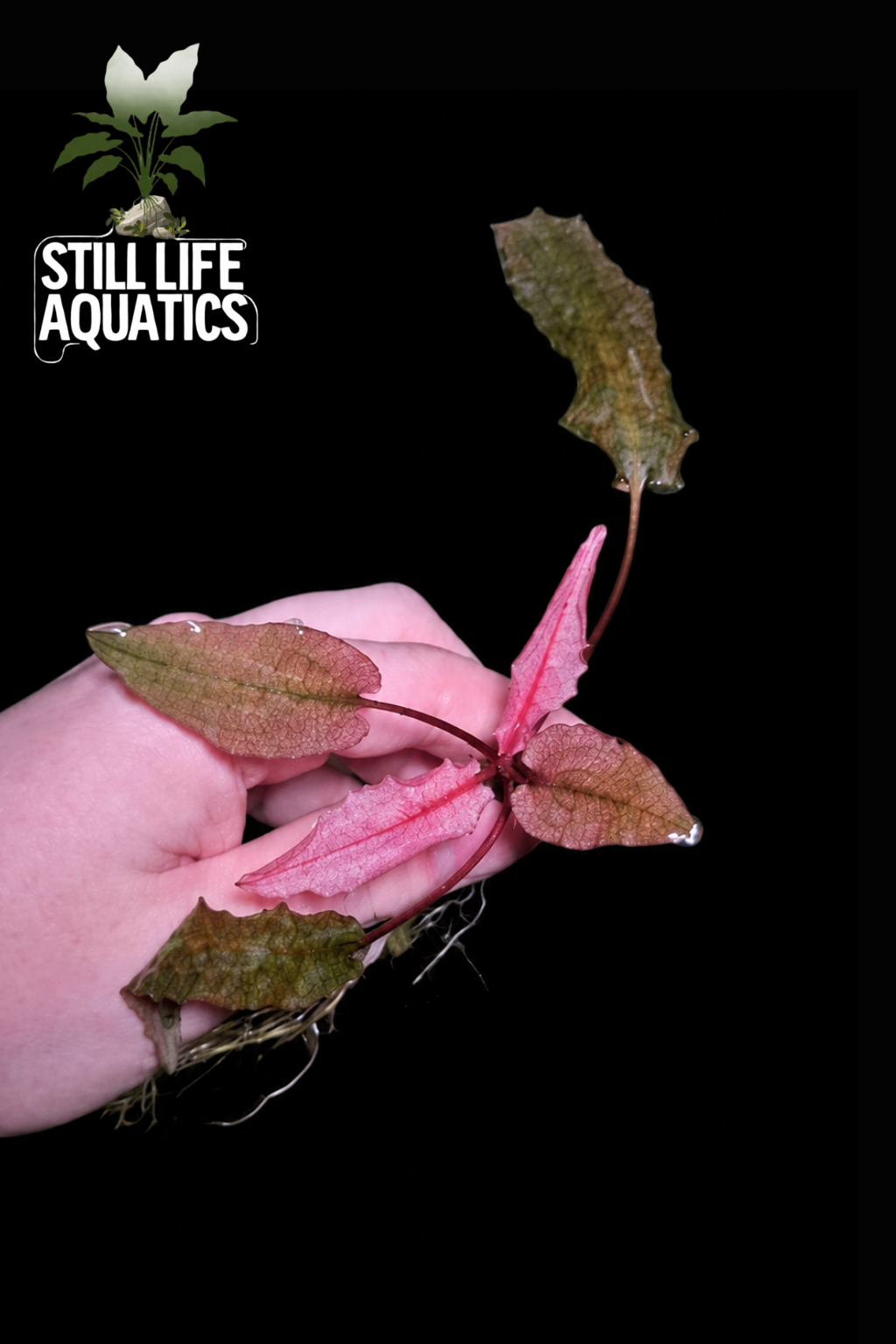 Cyptocoryne Flamingo