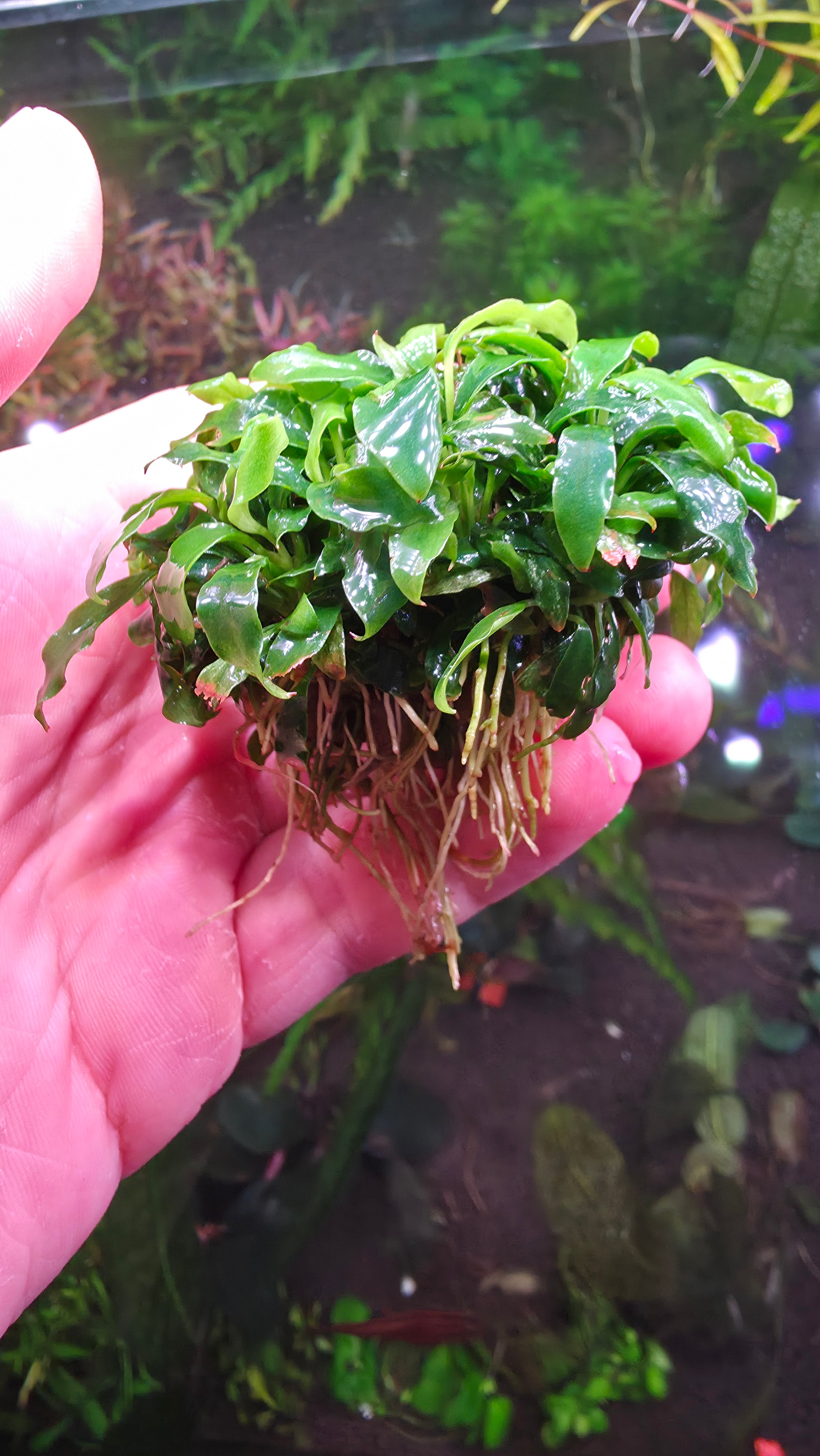 Anubias Minima Clump