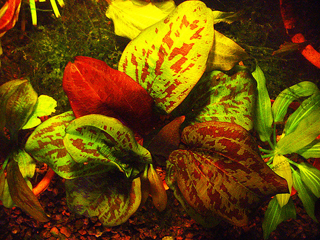 Echinodorus Quadricolour