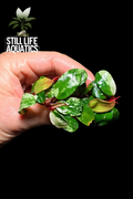 Bucephalandra 'Varigated Neo' Clump