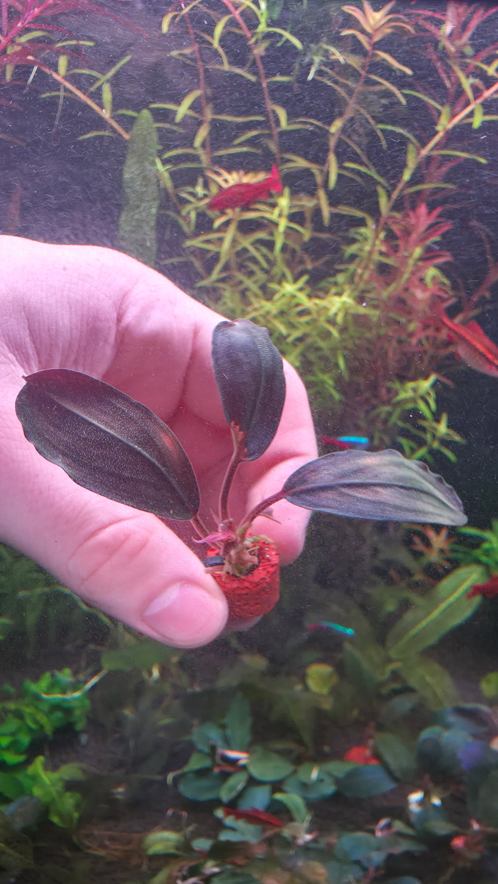 Bucephalandra Moonlight