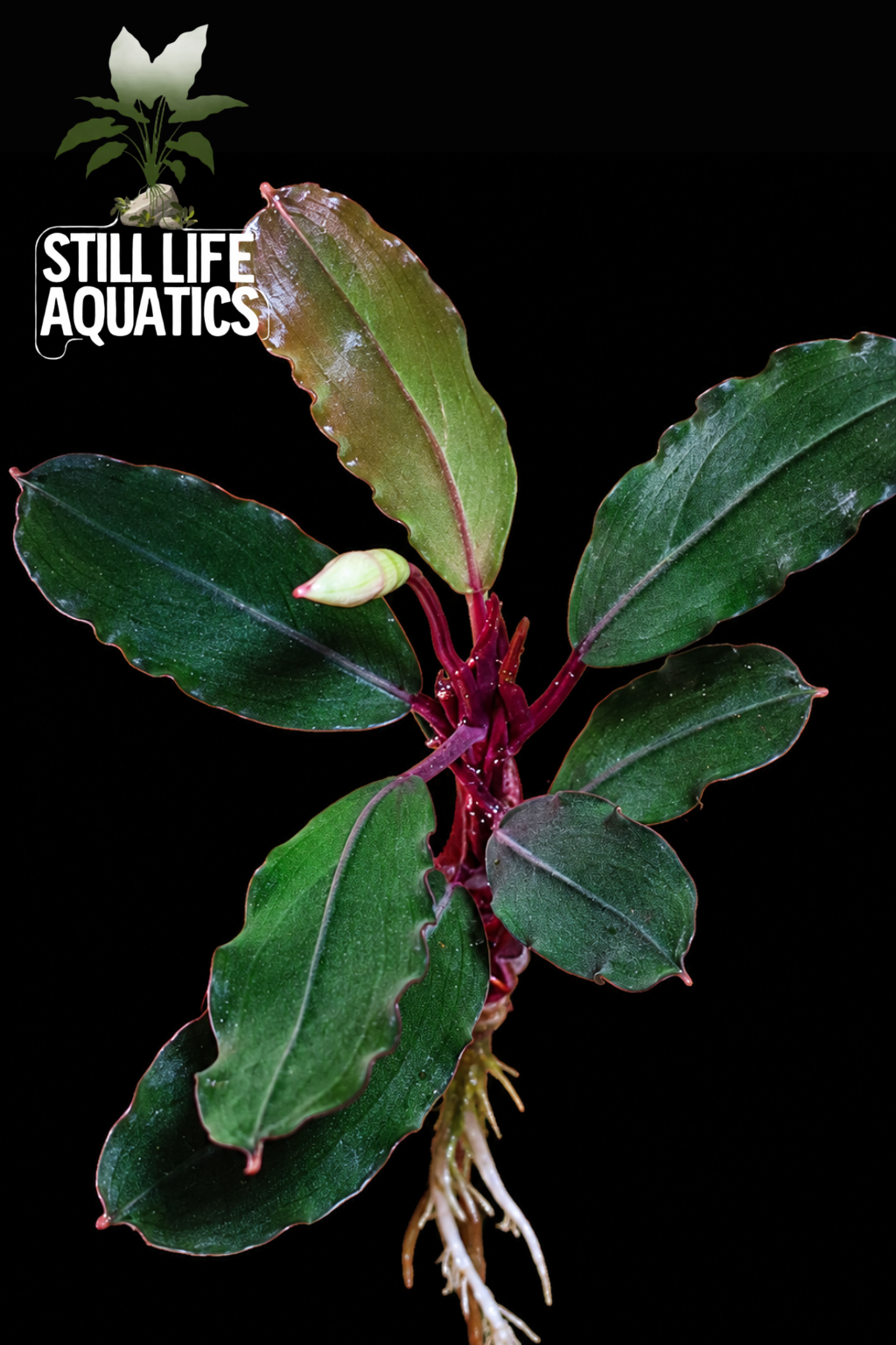 Bucephalandra Red Theia