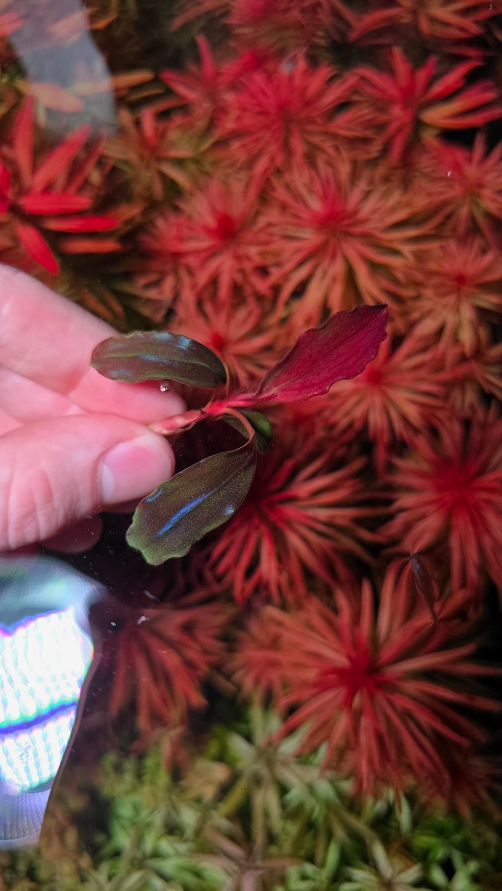 Bucephalandra 'Devil King'