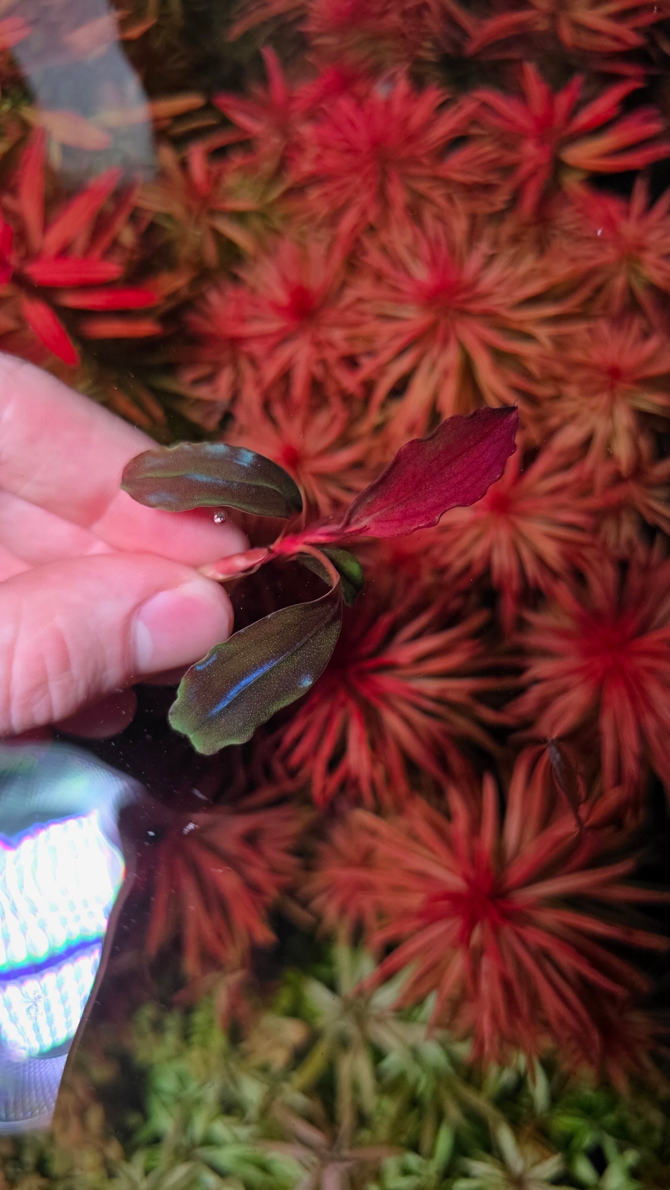 Bucephalandra 'Devil King'
