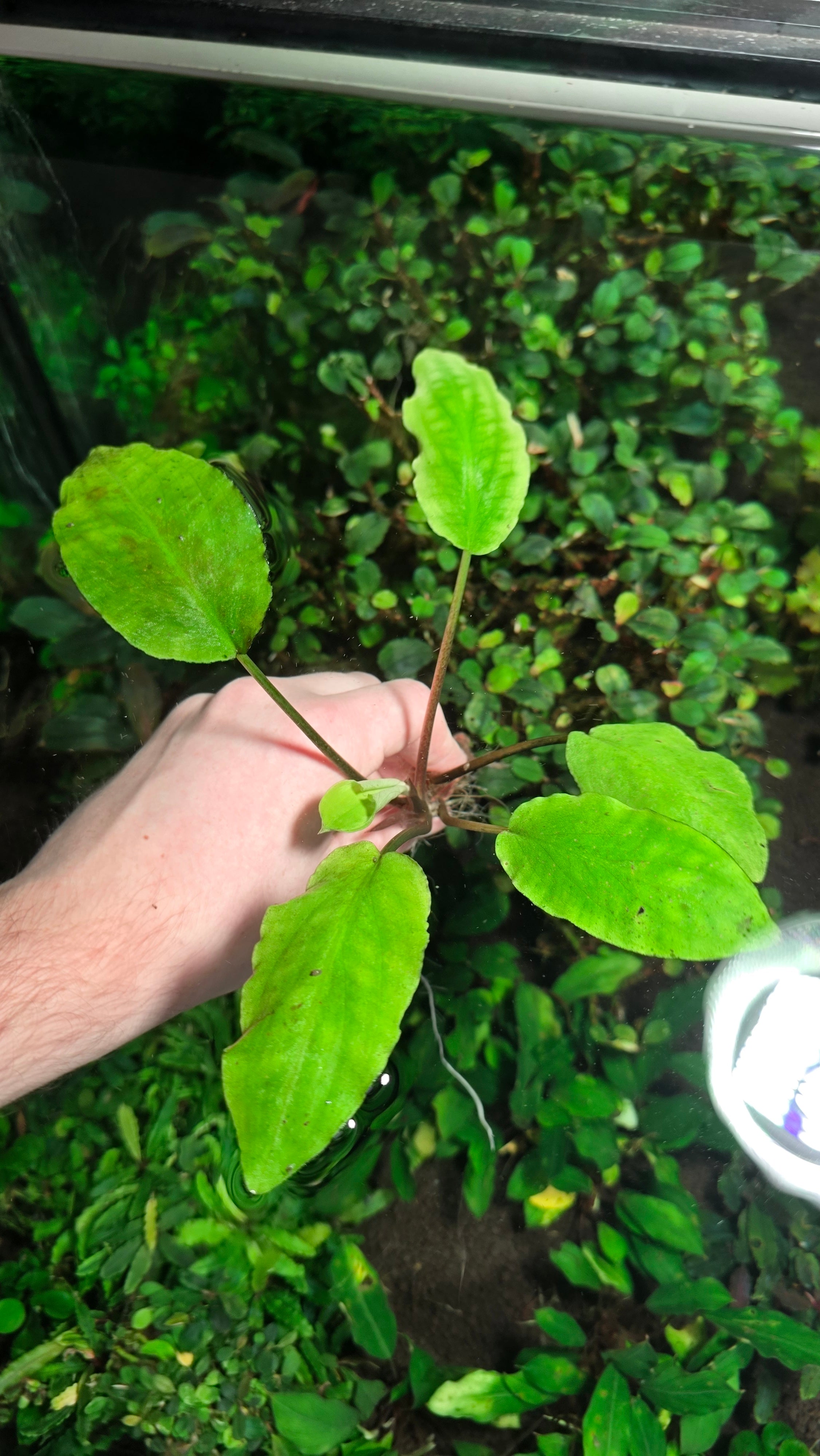 Lagenandra meeboldii 'Green'
