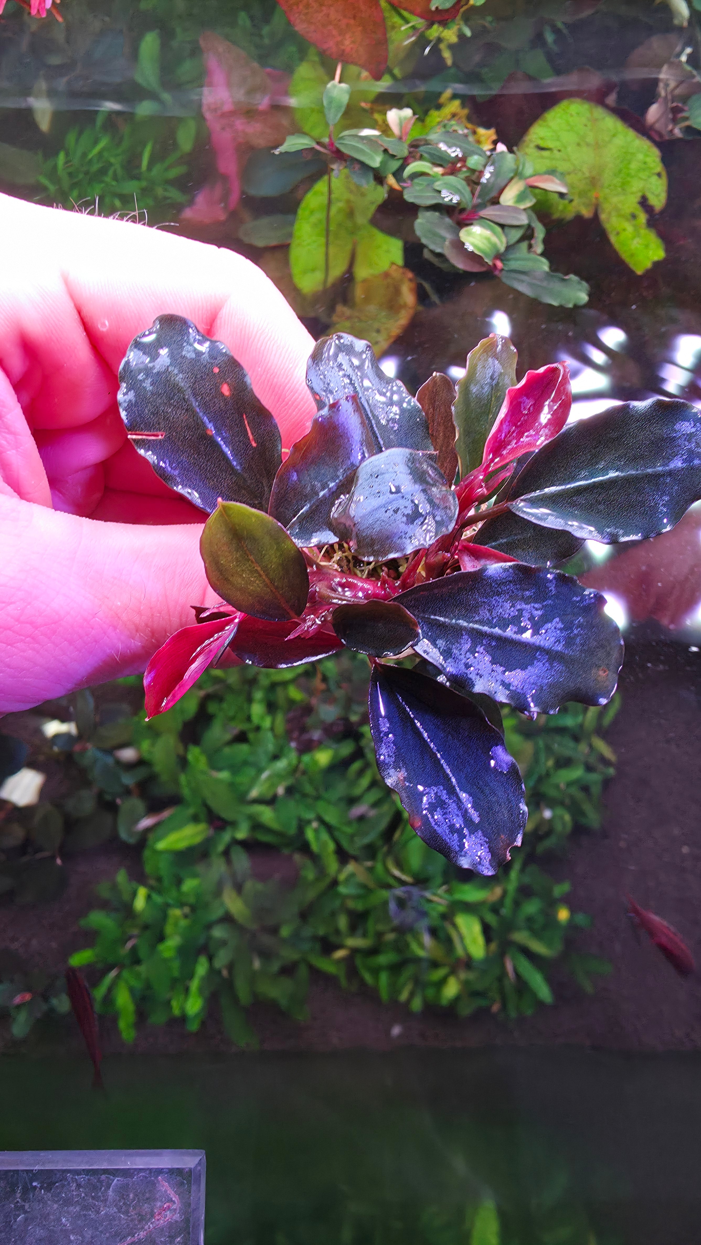 Bucephalandra"Red Marble" Clump