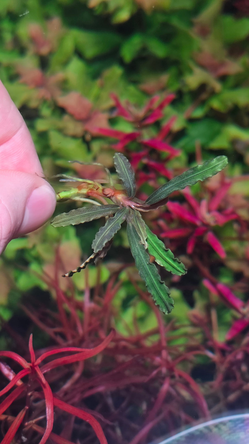 Bucephalandra 'Rose Thorn'