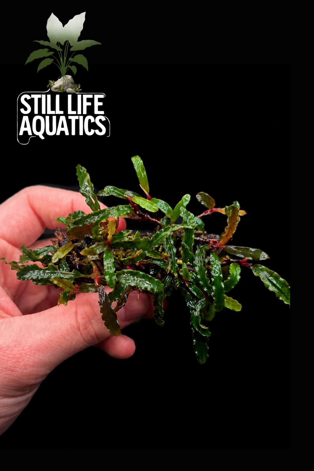 Bucephalandra Catherinae Clump