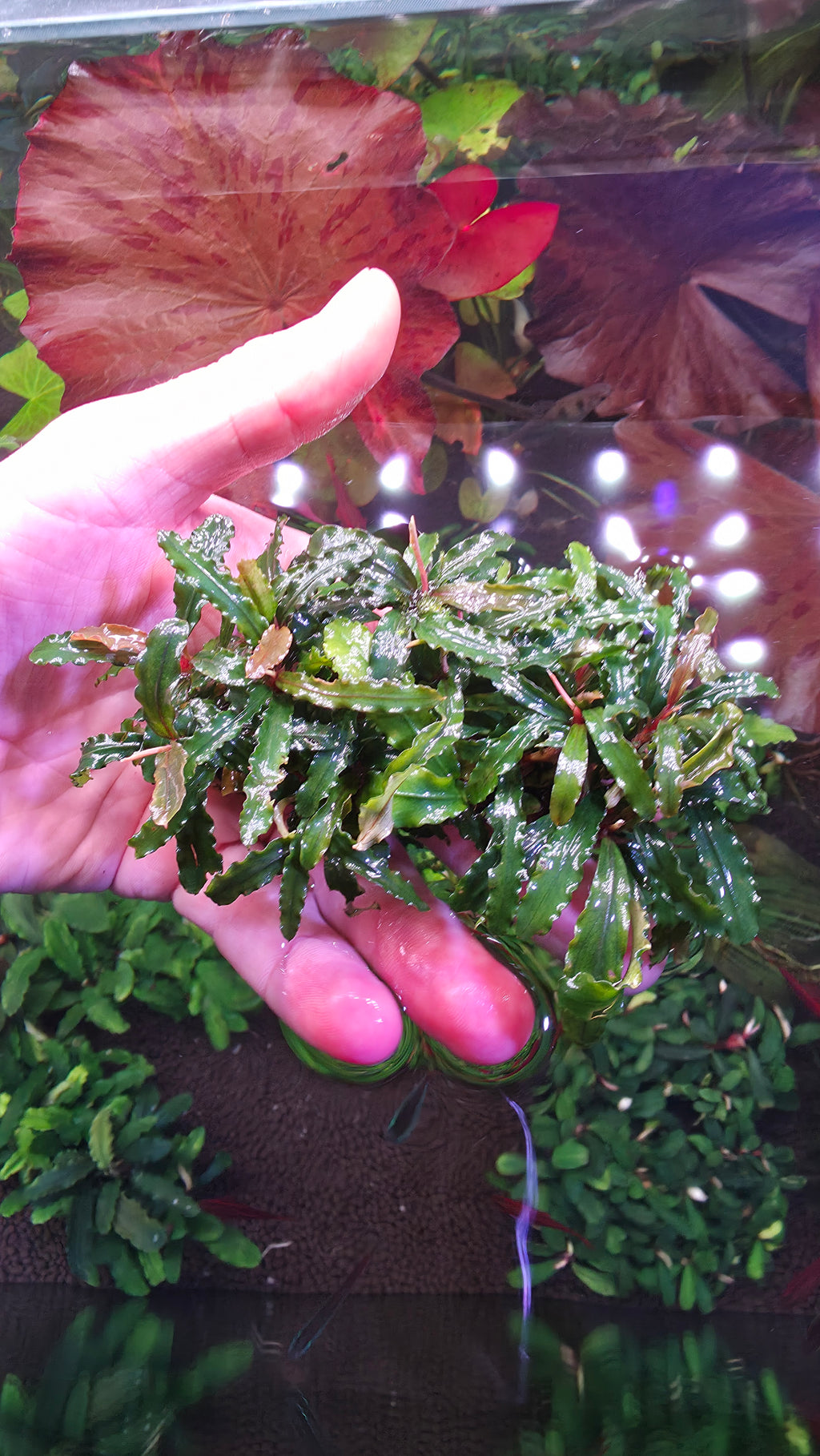Large Bucephalandra Catherine Clump