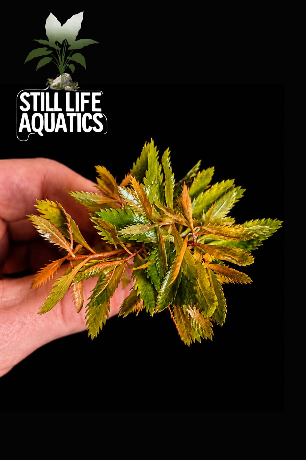 Proserpinaca palustris ‘Mermaid Weed’