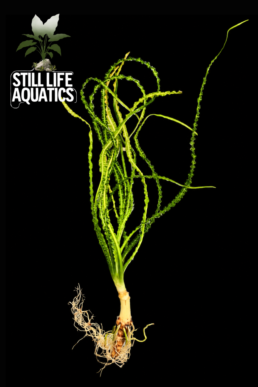 Crinum calamistratum – Still Life Aquatics